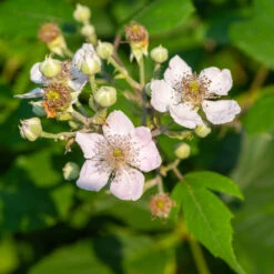 Navaho Blackberry 10 Navaho Blackberry -Plant Seed Store Navaho Blackberry 1