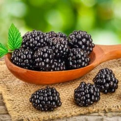 Navaho Blackberry 11 Navaho Blackberry -Plant Seed Store Navaho Blackberry 3 FGT
