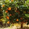Navel Orange Tree - USDA Organic -Plant Seed Store Navel Orange FGT 600x600 282a6b72 5524 4c0e be53 86a591cdf334