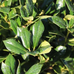 Needlepoint Holly -Plant Seed Store Needlepoint Holly 4