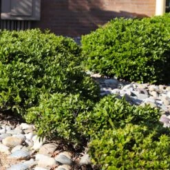 Needlepoint Holly -Plant Seed Store Needlepoint Holly 5