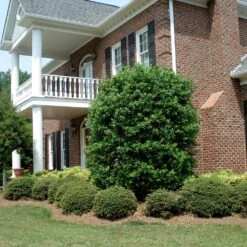 Nellie Stevens Holly -Plant Seed Store Nellie Stevens Holly 4 FGT