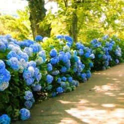 Nikko Blue Hydrangea -Plant Seed Store Nikko Blue Hydrangea 1 FGT