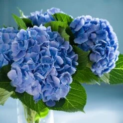 Nikko Blue Hydrangea -Plant Seed Store Nikko Blue Hydrangea 2 FGT