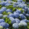 Nikko Blue Hydrangea -Plant Seed Store Nikko Blue Hydrangea FGT 600x600 6900873b 2306 471d 9456 2b382bfd0b17