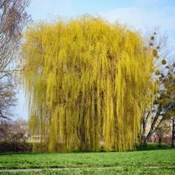 Niobe Golden Weeping Willow -Plant Seed Store Niobe weeping willow 1