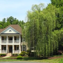 Niobe Golden Weeping Willow -Plant Seed Store Niobe weeping willow 3