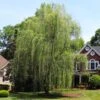 Niobe Golden Weeping Willow -Plant Seed Store Niobe weeping willow 600x600 d28419af 791e 4f15 bac9 b32ab8cc9129
