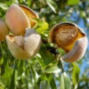 Nonpareil Almond Tree -Plant Seed Store Nonpareil Almonds FGT 600x600 641a2247 55f9 4ec0 8582 2c6c6be223c4
