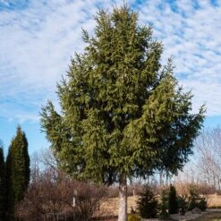 Norway Spruce Tree 9 Norway Spruce Tree -Plant Seed Store Norway Spruce 2 FGT