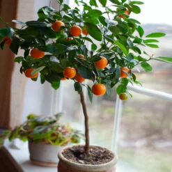 Nules Clementine Tree - USDA Organic -Plant Seed Store Nules Clementine 2 FGT