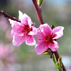 Indian Free White Peach Tree -Plant Seed Store OHenry Peach 1 a8c9af02 394c 42ec 8c32 10aa2bbdcc4b