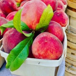 O'Henry Peach Tree -Plant Seed Store OHenry Peach 3