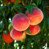 O'Henry Peach Tree -Plant Seed Store OHenry Peach FGT 600x600 3015dfaa 040e 4d98 a3bb e5116b69dcc7