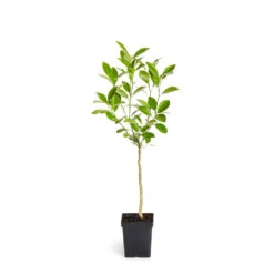 Calamondin Tree -Plant Seed Store ORG CAL 12 1QT