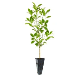Calamondin Tree -Plant Seed Store ORG CAL 23 C