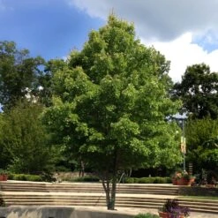 October Glory Red Maple Tree -Plant Seed Store October Glory Maple 1 FGT