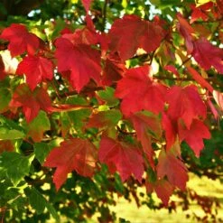 October Glory Red Maple Tree -Plant Seed Store October Glory Maple 2 FGT