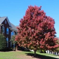 October Glory Red Maple Tree -Plant Seed Store October Glory Maple 4