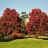 October Glory Red Maple Tree -Plant Seed Store October Glory Maple FGT 600x600 ed40f1c9 fa15 44dd 965e 6514d9ecbd99