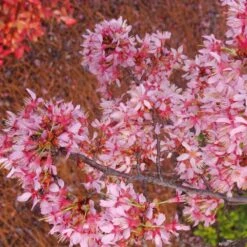 Okame Cherry Tree -Plant Seed Store Okame Cherry 01 FGT