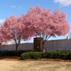 Okame Cherry Tree -Plant Seed Store Okame Cherry 02 FGT