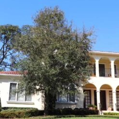 Oliana Olive Tree -Plant Seed Store Oliana Olive 2