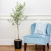 Oliana Olive Tree -Plant Seed Store Oliana Olive 600x600 6f3a3c9f e168 44ff aa92 eb7e474a89dc