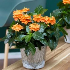 Orange Marmalade Crossandra Shrub -Plant Seed Store Orange Marrmelade Crossandra 1 FGT
