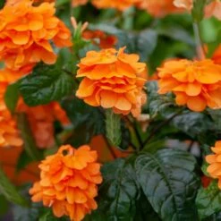 Orange Marmalade Crossandra Shrub -Plant Seed Store Orange Marrmelade Crossandra 2 FGT