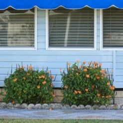 Orange Marmalade Crossandra Shrub -Plant Seed Store Orange Marrmelade Crossandra 4