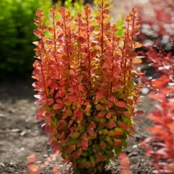 Orange Rocket Barberry Shrub -Plant Seed Store Orange Rocket Barberry 1