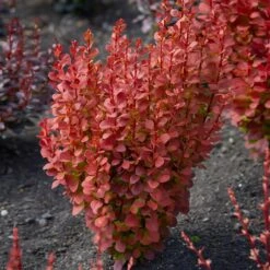 Orange Rocket Barberry Shrub -Plant Seed Store Orange Rocket Barberry 2