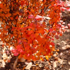 Orange Rocket Barberry Shrub -Plant Seed Store Orange Rocket Barberry 7