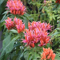 Orange Shrimp Plant -Plant Seed Store Orange Shrim plant 2 BB