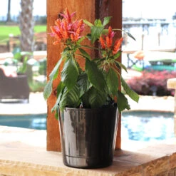 Orange Shrimp Plant -Plant Seed Store Orange Shrim plant 3