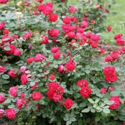 Oso Easy® Double Red Rose -Plant Seed Store Oso Double Red Rose 1