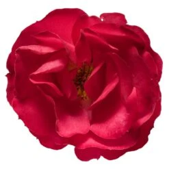 Oso Easy® Double Red Rose -Plant Seed Store Oso Double Red Rose 3