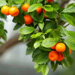 Owari Satsuma Mandarin Tree -Plant Seed Store Owari Satsuma Mandarin 3