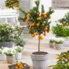 Owari Satsuma Mandarin Tree 2 Owari Satsuma Mandarin Tree -Plant Seed Store Owari Satsuma Mandarin 600x600 5a93bb16 ba8c 4dab 9acb 83e8f945323e