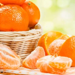 Owari Satsuma Mandarin Tree - USDA Organic -Plant Seed Store Owari Satsuma Mandarin 6 059959a1 9dcb 49f6 9725 6258819ebcab