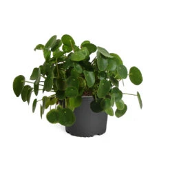 Pilea Peperomioides (Pancake Plant) -Plant Seed Store PIL PEP1 standard pot