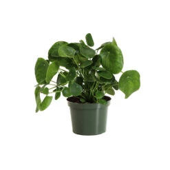 Pilea Peperomioides (Pancake Plant) -Plant Seed Store PIL PEP6 standard pot