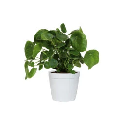 Pilea Peperomioides (Pancake Plant) -Plant Seed Store PIL PEP6 white delilah
