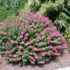 Pocomoke Crape Myrtle -Plant Seed Store POCOMOKE CRAPE MYRTLE 350 FGT