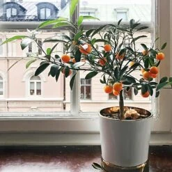 Page Mandarin Tree -Plant Seed Store Page Mandarin Tree 1 FGT