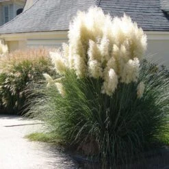 Pampas Grass -Plant Seed Store Pampas Grass 4 FGT