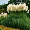 Pampas Grass -Plant Seed Store Pampas Grass FGT 600x600 436bbafb 3875 4ed1 ac01 b037b42f7a7d