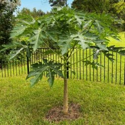 Papaya Tree -Plant Seed Store Papaya 10