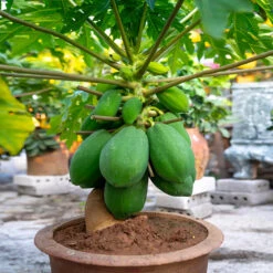 Papaya Tree -Plant Seed Store Papaya 7